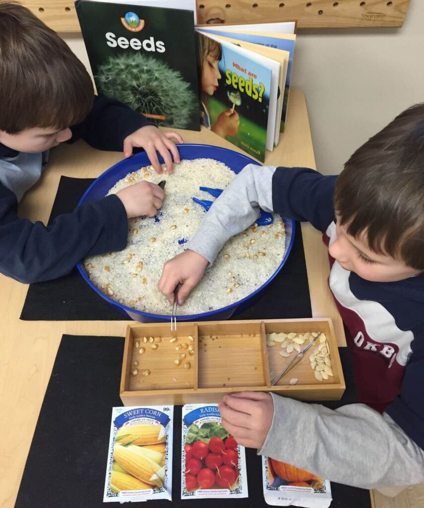 Seed Scooping